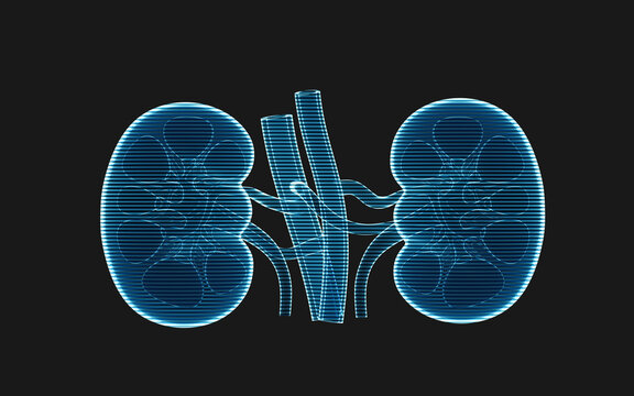 Kidney with holographic image effect, 3d rendering.