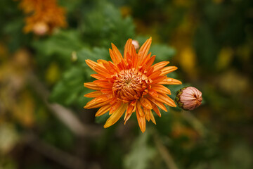 Orange chrysanthemums with dewdrops. Small depth of field