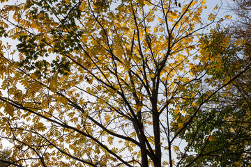 View of the tree crown with yellow leaves on a background of blue sky. Bottom view