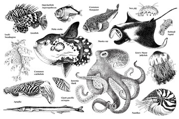 Obraz premium Diversity of sea life hand drawn set