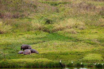 Little heard hippos lies on shore of reservoir Africa