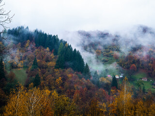 Misty fall Carpathian Mountains fog landscape. Village in Transcarpathia region Foggy spruce pine red yellow trees forest scenic view Ukraine, Europe. Autumn countryside Eco Local tourism Recreational