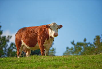 One hereford cow standing alone on farm pasture. One hairy animal isolated against green grass on remote farmland and agriculture estate. Raising live cattle, grass fed diary farming industry