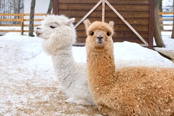 Fototapeta premium Alpacas living on a city farm. Pedigreed animals, alpacas, domestic animal husbandry. Alpaca Farm