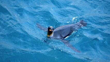 King penguin (Aptenodytes patagonicus) swimming off the coast of Antarctica © Angela