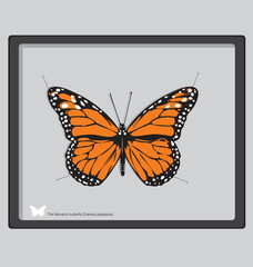 Fototapeta na wymiar Monarch butterfly vector image