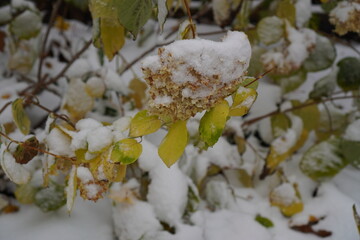 snow covered tree