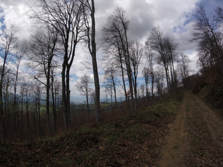 Fototapeta na wymiar Cloudy day in forest. Forest road next to tall trees without leaves. Beautiful autumn panorama.