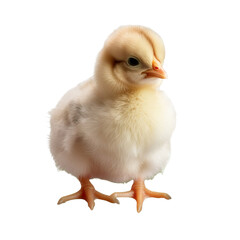 Fototapeta premium Baby chicken on transparent background