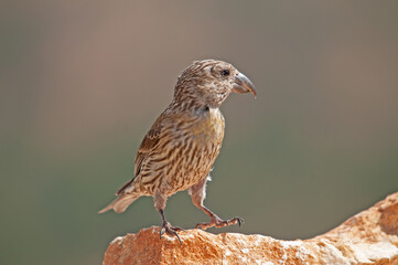 Red Crossbill (Loxia curvirostra) standing on a rock.