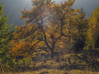 Village in Transcarpathia region scenic Carpathian mountains view Ukraine, Europe. Colorful leaves autumn trees lush foliage countryside landscape fall woods Local tourism hiking Recreational Vacation