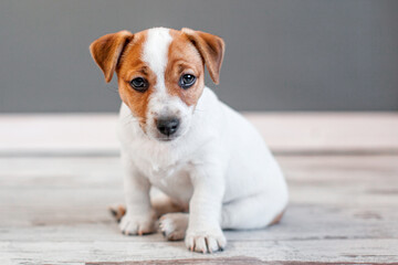 Portrait of puppy dog at home - obrazy, fototapety, plakaty