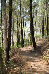 Fototapeta na wymiar A dirt path leads through a lush pine forest in Tulungagung, East Java, Indonesia.
