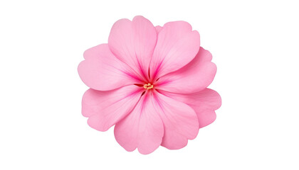 pink flower isolated on transparent background cutout