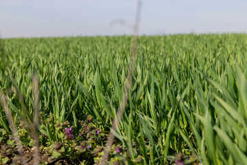 a new wheat crop in the spring season, new sprouts