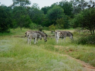 Fototapeta na wymiar Family of zebras grazing in a National Park. Tourism in a wild territory.