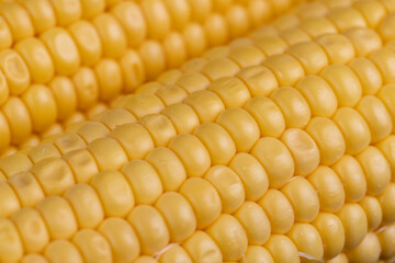 a ripe corn cob covered with water drops