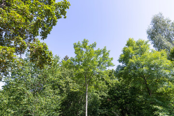 Trees in a mixed forest in summer