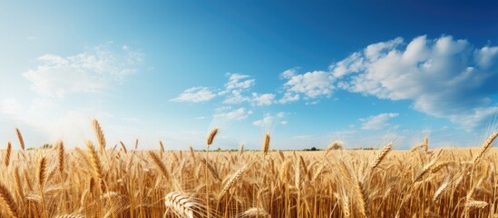 Summer field with crops