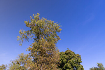 linden tree in the autumn season with foliage changing color