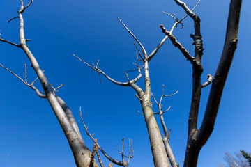 walnut tree branches in the spring season