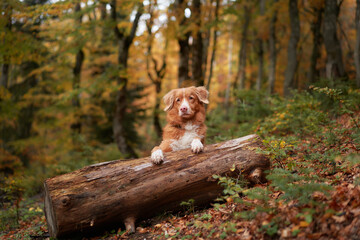 Fototapeta premium Dog in Autumn Setting, Nova Scotia Duck Tolling Retriever perched on a log surrounded by vibrant fall foliage. Representing travel, outdoor adventures, and hikes with canine friends