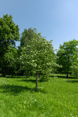 Fototapeta premium rowan flowers during flowering in spring park