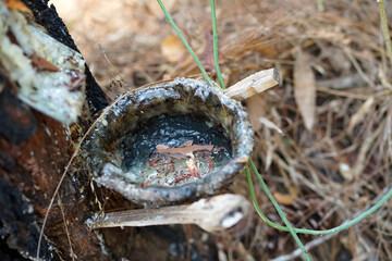 Bowl of resin hanging from a pine tree in Tulungagung, East Java, Indonesia.