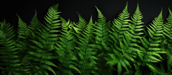 Tropical rainforest fern with green leaves on black background isolated