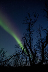 Northern lights, stars and artic downy birch..