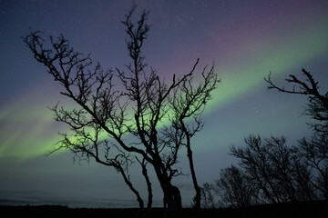 Northern lights, stars and artic downy birch..