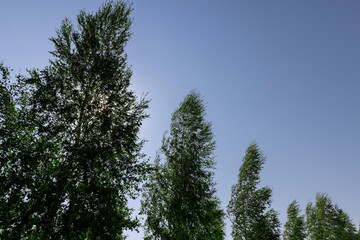 birch trees in summer in sunny weather