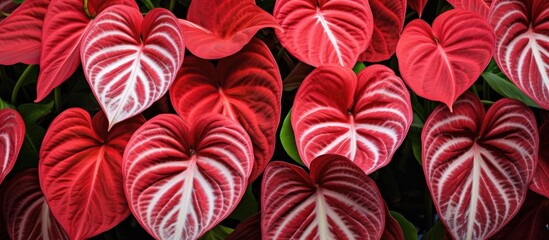 The Caladium plants leaves have a gorgeous pattern