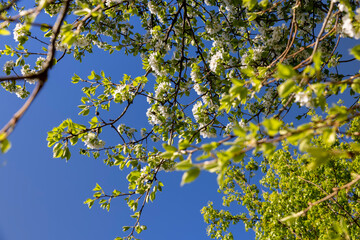 green foliage on a pear tree in spring bloom