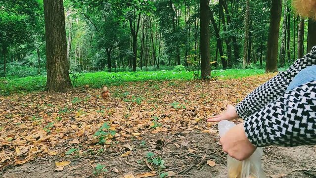 squirrel in the park