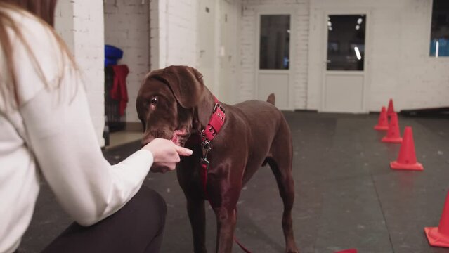 Young girl training a big brown dog to come 