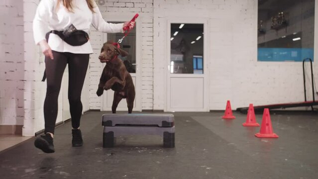 Girl training a big hunting dog to jump to step