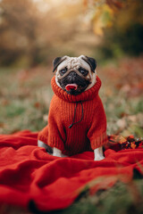 Small dog in nature. Cute pug in a warm red sweater sitting on a blanket in the autumn park. Close up portrait.