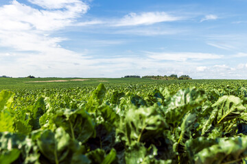 Fototapeta na wymiar a field with green beet in the summer season