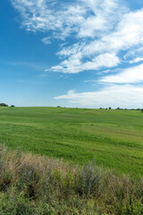 Fototapeta premium a field with green grass in the summer season
