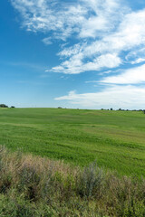 Fototapeta na wymiar a field with green grass in the summer season