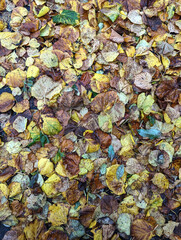 autumn leaves background