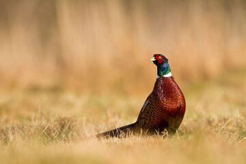 Bird - Common pheasant Phasianus colchius Ring-necked pheasant in natural habitat wildlife Poland Europe