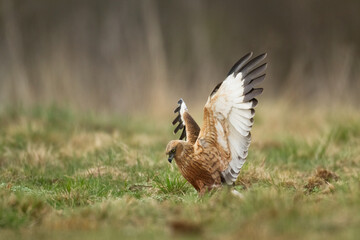 Flying Birds of prey Marsh harrier Circus aeruginosus, hunting time Poland Europe