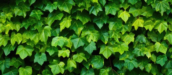 Thai ivy with green backdrop