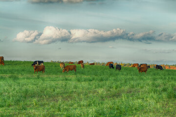 Fototapeta premium Landscape autumn field with colourful trees, autumn Poland, Europe and amazing blue sky with clouds, sunny day meadow and cows