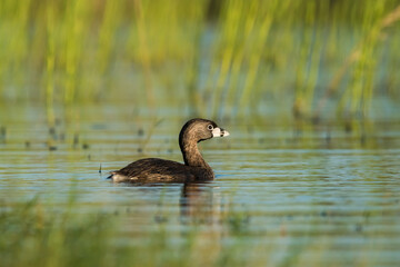 White tufted grebe, La Pampa, Patagonia,Argentina