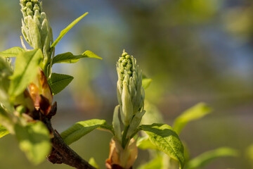 the branches of the bird cherry tree in the spring season