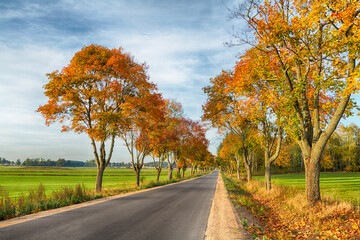 Autumn landscape in Knyszyn Primeval Forest, Poland Europa, early morning, road and trees with colourful leaves