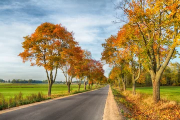 Zelfklevend Fotobehang Autumn landscape in Knyszyn Primeval Forest, Poland Europa, early morning, road and trees with colourful leaves © Marcin Perkowski
